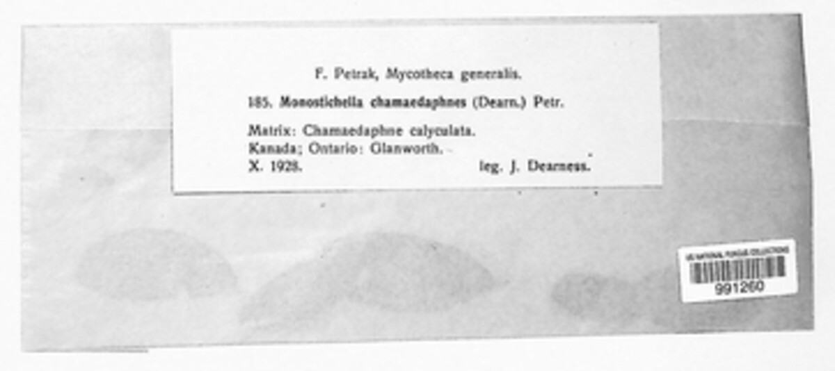 Monostichella chamaedaphnes image